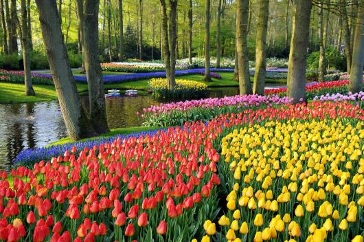 Květinové Holandsko